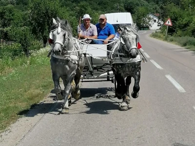 Lipicanac u mom selu, Kaoci, Srbac 2022