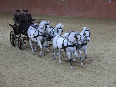 Tomislav Obrovac s četveropregom