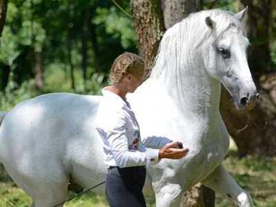 Lipicanci Edit Kappel