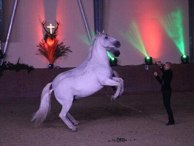 Lipicanci Edit Kappel