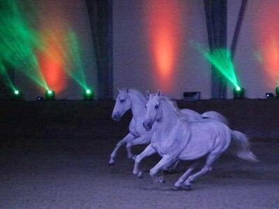 Lipicanci Edit Kappel