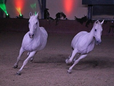 Lipicanci Edit Kappel