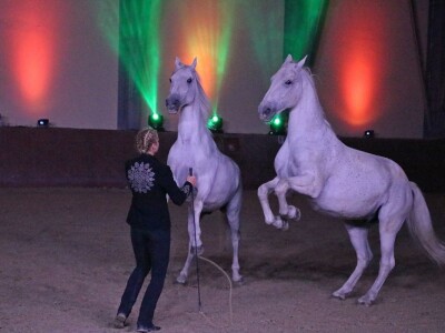 Lipicanci Edit Kappel