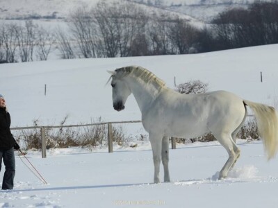 Lipicanci Edit Kappel