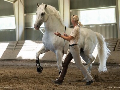 Lipicanci Edit Kappel