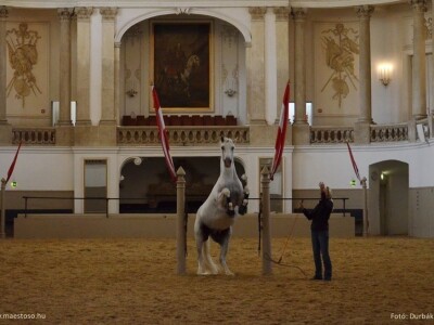 Lipicanci Edit Kappel