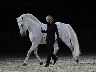 Lipicanci Edit Kappel