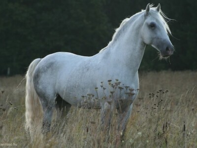 Lipicanci Edit Kappel