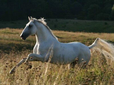 Lipicanci Edit Kappel