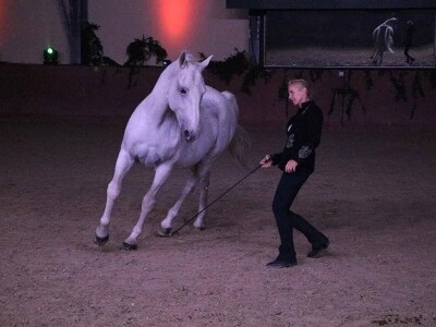 Lipicanci Edit Kappel