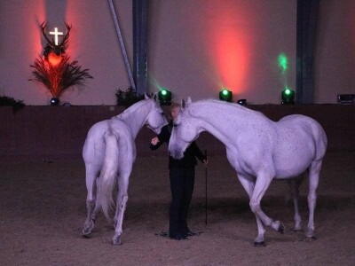 Lipicanci Edit Kappel