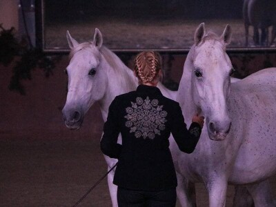 Lipicanci Edit Kappel