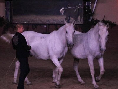 Lipicanci Edit Kappel