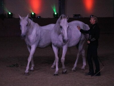 Lipicanci Edit Kappel