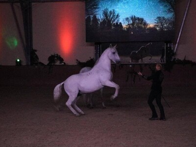 Lipicanci Edit Kappel