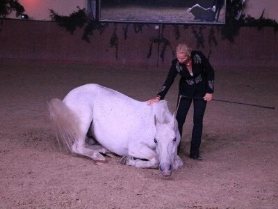 Lipicanci Edit Kappel