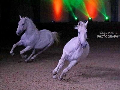 Lipicanci Edit Kappel