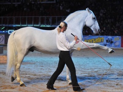 Lipicanci Edit Kappel