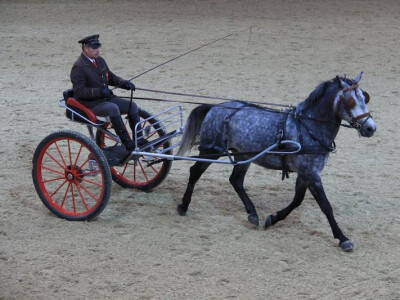 Tomislav Drenjančević s jednopregom