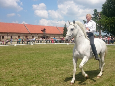 Edit Kappel na bijelom lipicancu