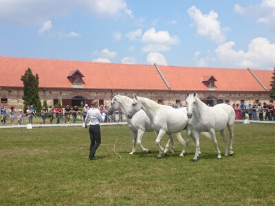 Četveronožni ljepotani i njihova trenerica