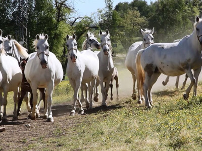 Lipicanci na ergeli Lipik
