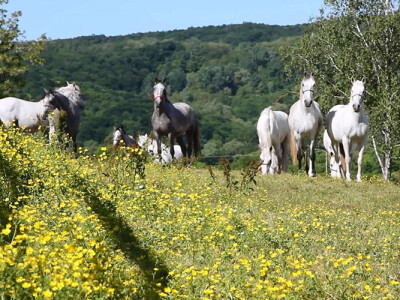 Detalj s ergele Lipik