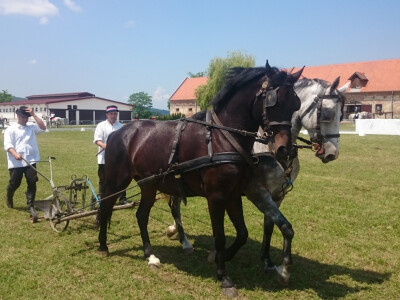 Lipicanci su nekada pomagali i poljoprivrednicima