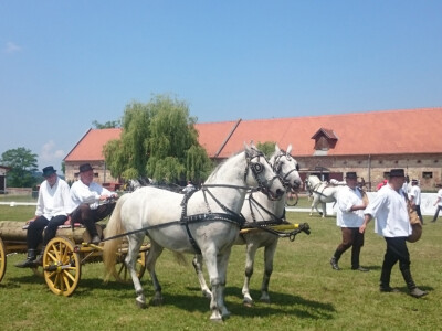 Lipicanci su pomagali i u šumi