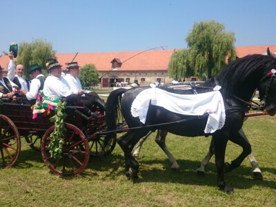 Lipicanci su ponos i dika