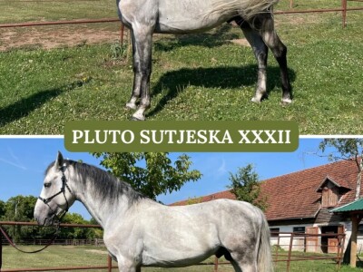 Lipicaneri na prodaju