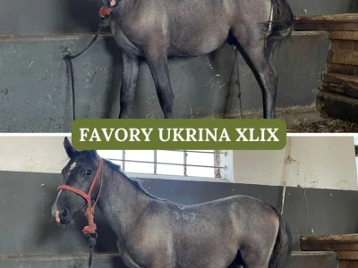Lipicaneri na prodaju