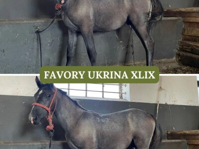 Lipicaneri na prodaju