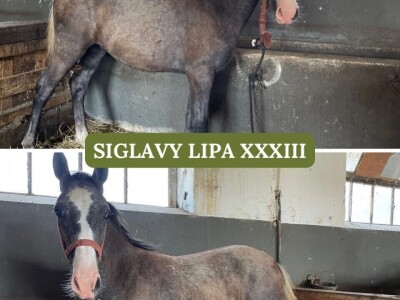 Lipicaneri na prodaju