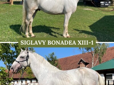 Lipicaneri na prodaju