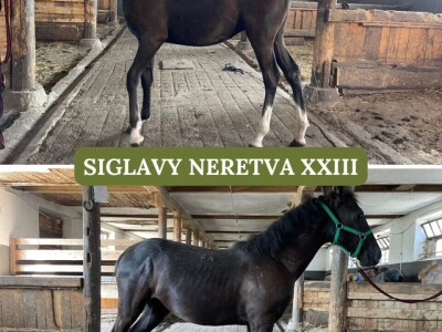 Lipicaneri na prodaju