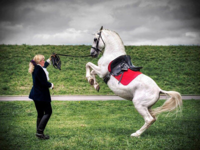 Lipicanska barokna raskoš