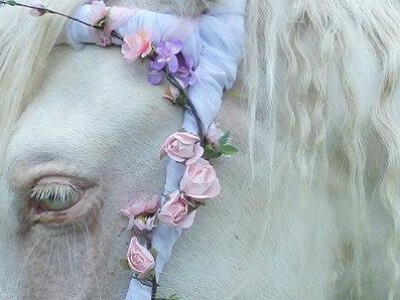 Lipicanska barokna raskoš