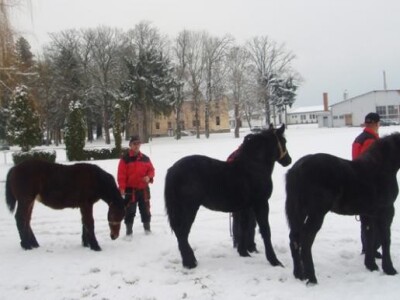 Primopredaja ždrebadi