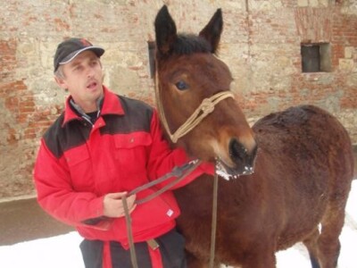 Primopredaja ždrebadi