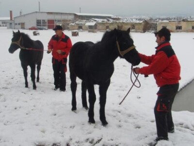 Primopredaja ždrebadi