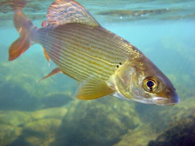 Lipljan Thymallus Foto: Boris Hrašovec Lipljan Thymallus Foto: Boris Hrašovec