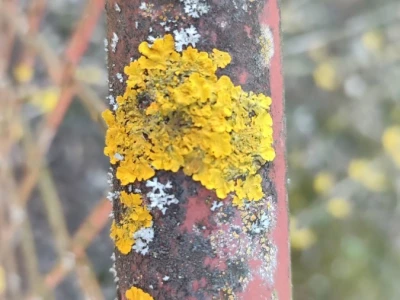 Lišajevi