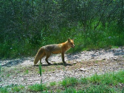 Prof. dr. sc. Josip Kusak - vukovi i križanci