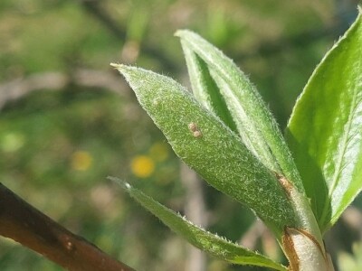 Lisne uši i grinje na voćkama Lisne uši i grinje na voćkama