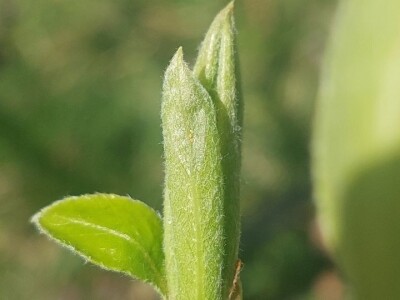 Lisne uši i grinje na voćkama Lisne uši i grinje na voćkama
