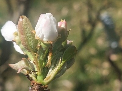 Lisne uši i grinje na voćkama Lisne uši i grinje na voćkama