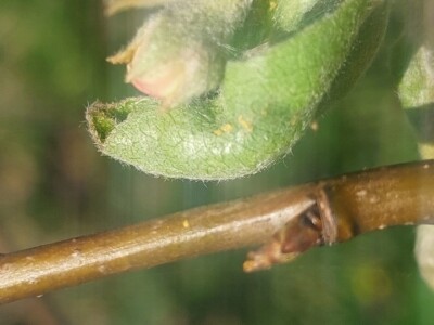 Lisne uši i grinje na voćkama Lisne uši i grinje na voćkama