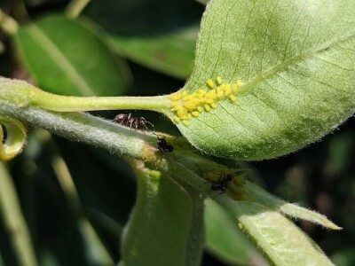 Lisne uši na kruškama