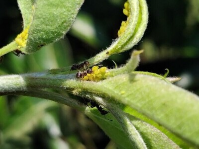 Lisne uši na kruškama